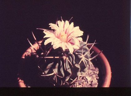 echinofossulocactus-violaciflorus-3