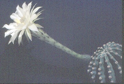 echinopsis-eyriesii-1