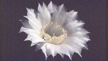 echinopsis-eyriesii-2