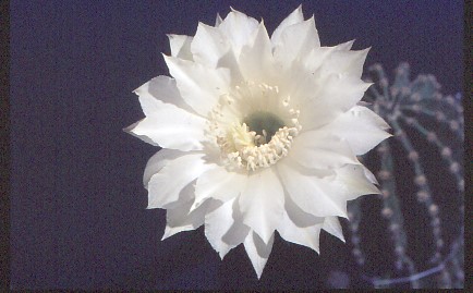echinopsis-eyriesii-3