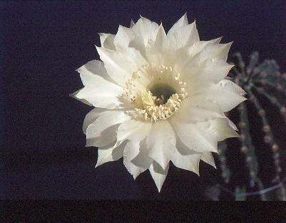 echinopsis-eyriesii-4