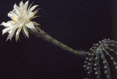 echinopsis-eyriesii-5