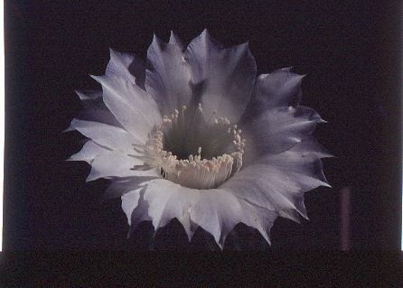 echinopsis-eyriesii-6