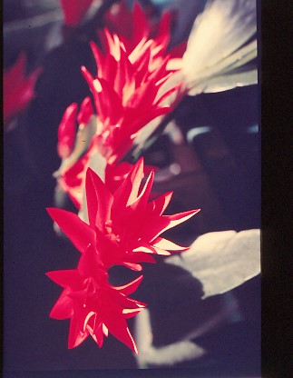 epiphyllous-gaertneri-1