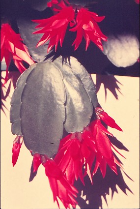 epiphyllous-gaertneri-2