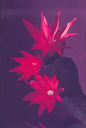 epiphyllous-gaertneri-3
