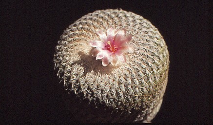 epithelantha-micromeris-2
