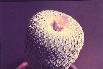 epithelantha-micromeris-3