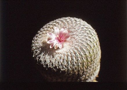 epithelantha-micromeris-4