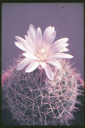 escobaria-tuberculosa-1
