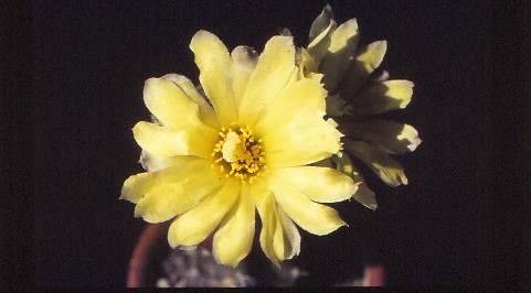frailea-castanea-1