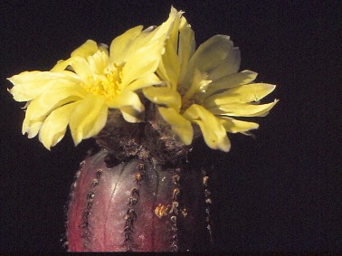 frailea-castanea-2