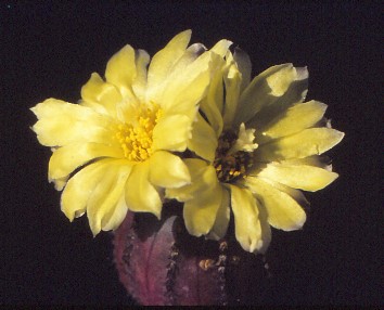 frailea-castanea-3