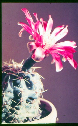 gymnocalycium-baldianum-1