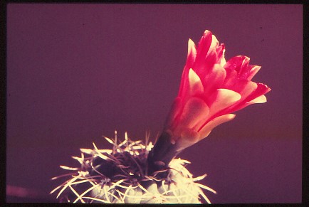 gymnocalycium-baldianum-2