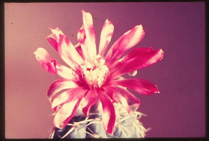 gymnocalycium-baldianum-3