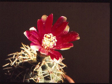 gymnocalycium-baldianum-4