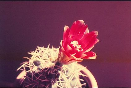 gymnocalycium-baldianum-6