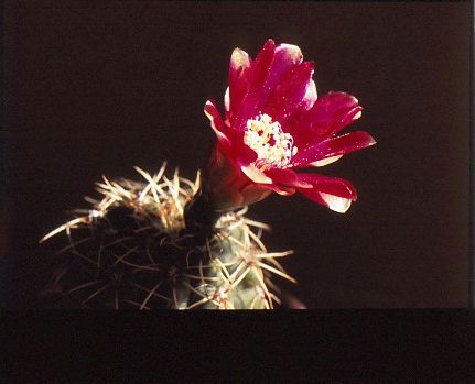 gymnocalycium-baldianum-8