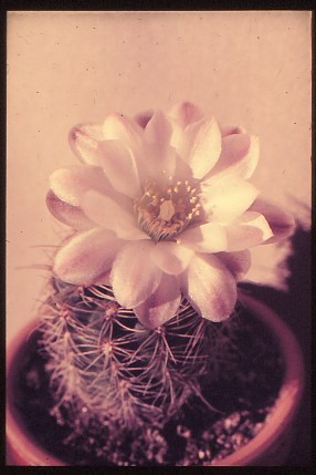 gymnocalycium-bruchii-1