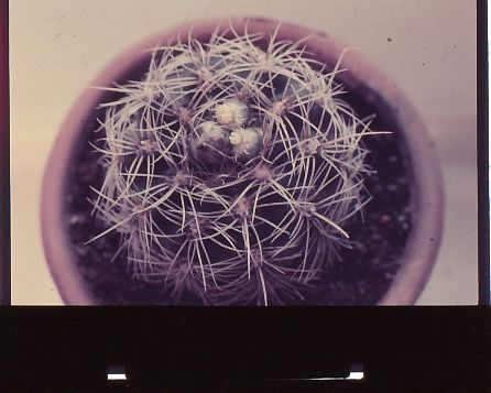 gymnocalycium-bruchii-10