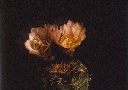 gymnocalycium-bruchii-11