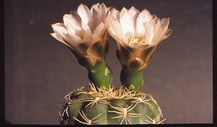 gymnocalycium-bruchii-2