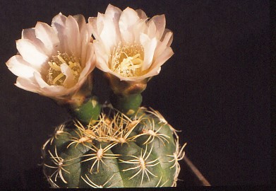 gymnocalycium-bruchii-3