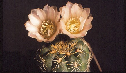 gymnocalycium-bruchii-4