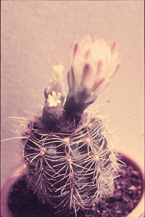 gymnocalycium-bruchii-6