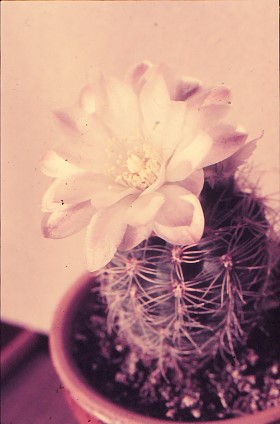 gymnocalycium-bruchii-8