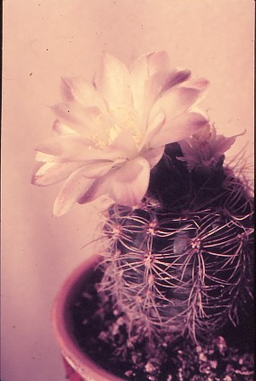 gymnocalycium-bruchii-9