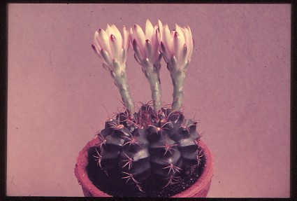gymnocalycium-damsii-1