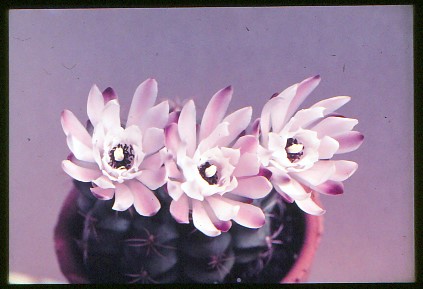 gymnocalycium-damsii-2