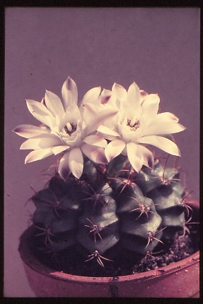 gymnocalycium-damsii-3