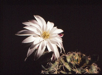 gymnocalycium-damsii-4