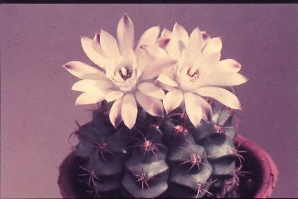 gymnocalycium-damsii-rotundulum-1