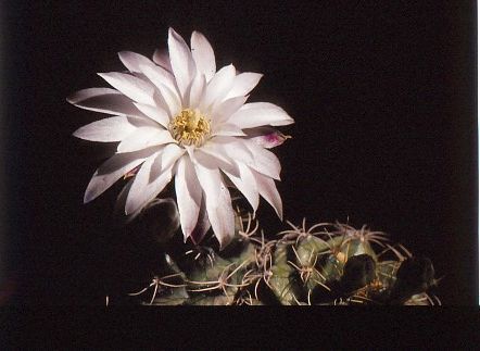 gymnocalycium-damsii-rotundulum-2