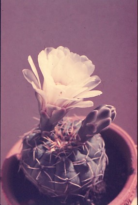 gymnocalycium-denudatum-1