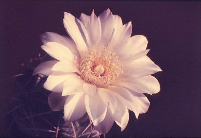 gymnocalycium-denudatum-2