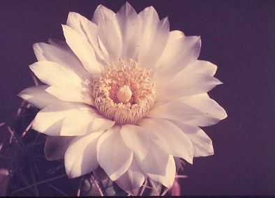 gymnocalycium-denudatum-3