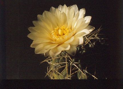 gymnocalycium-denudatum-4
