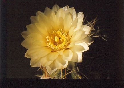 gymnocalycium-denudatum-5
