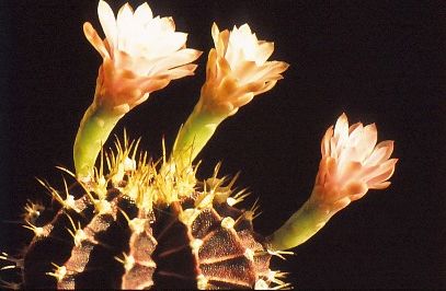 gymnocalycium-mihanovichii-1