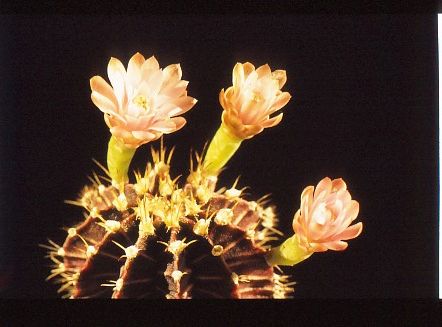 gymnocalycium-mihanovichii-2