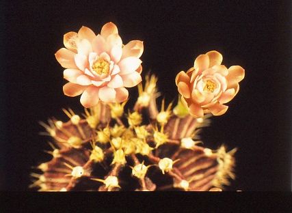 gymnocalycium-mihanovichii-3