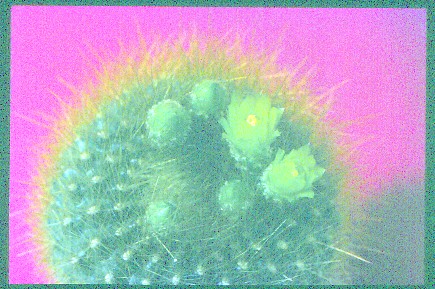 gymnocalycium-mihanovichii-var.-friedrichii-1