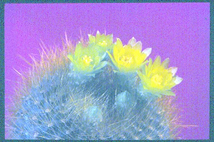 gymnocalycium-mihanovichii-var.-friedrichii-3