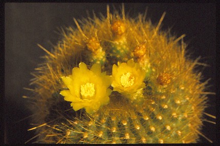 gymnocalycium-mihanovichii-var.-friedrichii-4