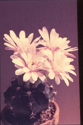 gymnocalycium-mihanovichii-var.-pirarettaense-1